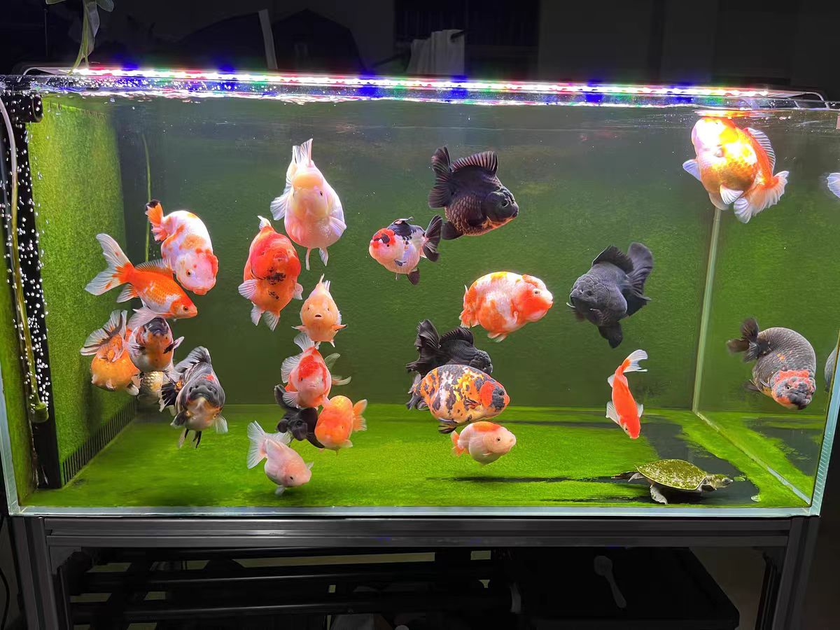 Aquarium Light With Optical Le - đánh giá và giá Aquarium Marine Clearwater